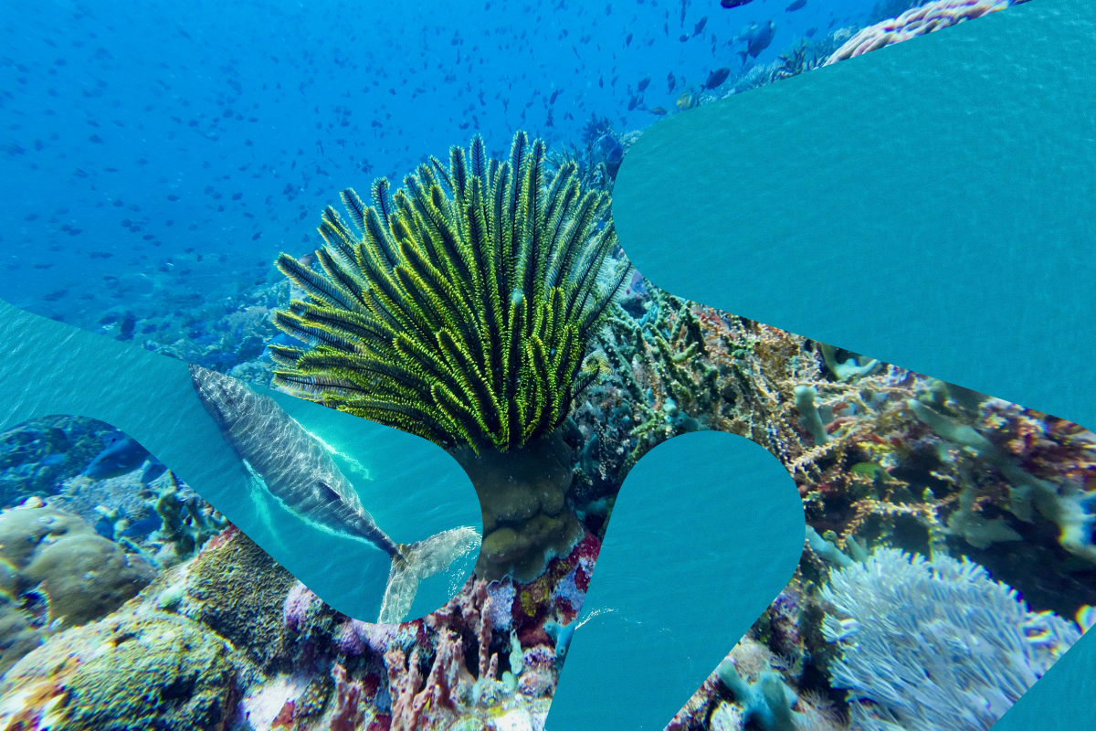 undervannsplanter og fikser som svømmer